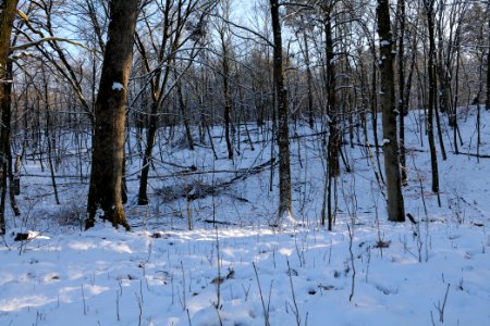 Grunewald with snow 2021-01-31 133