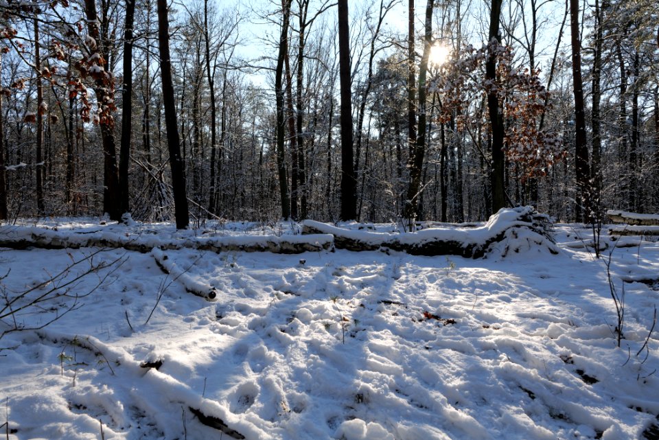 Grunewald with snow 2021-01-31 119