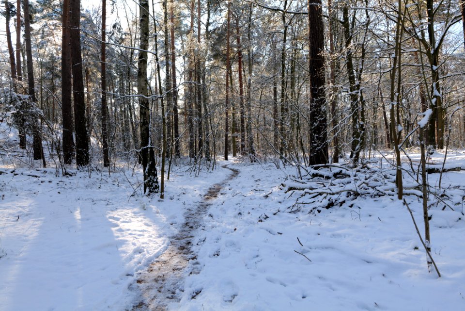 Grunewald with snow 2021-01-31 13