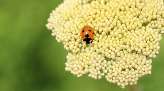 Flower plant nature