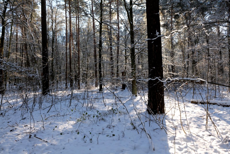 Grunewald with snow 2021-01-31 35