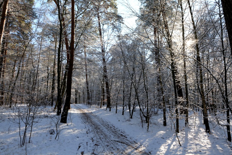 Grunewald with snow 2021-01-31 42