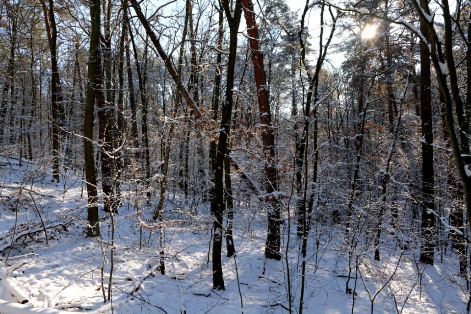 Grunewald with snow 2021-01-31 113