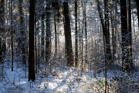 Grunewald with snow 2021-01-31 32