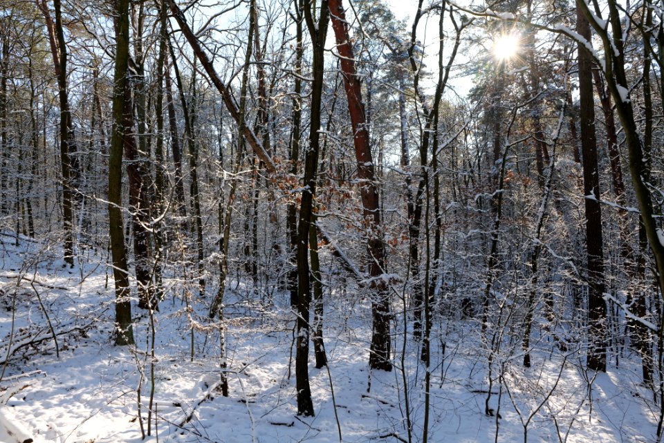 Grunewald with snow 2021-01-31 111
