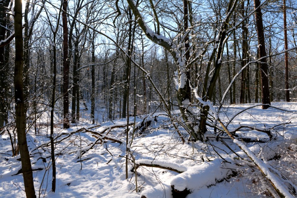 Grunewald with snow 2021-01-31 93