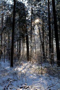 Grunewald with snow 2021-01-31 31