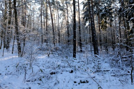 Grunewald with snow 2021-01-31 88