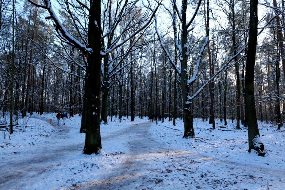 Grunewald with snow 2021-01-31 138