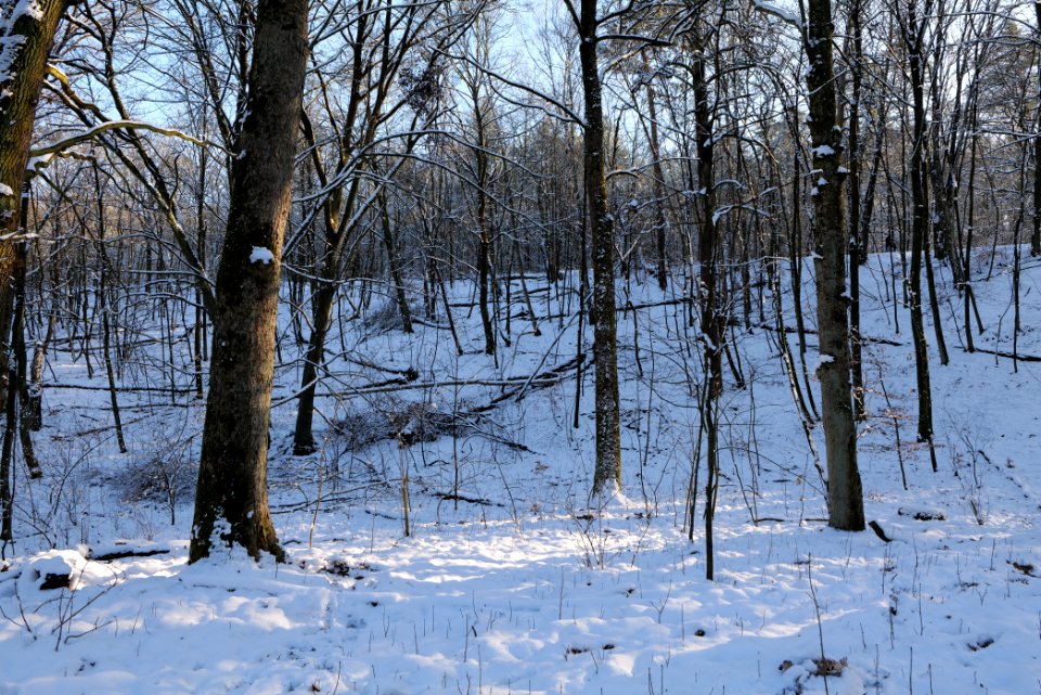 Grunewald with snow 2021-01-31 132