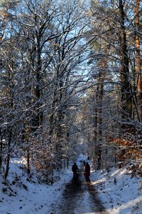 Grunewald with snow 2021-01-31 86