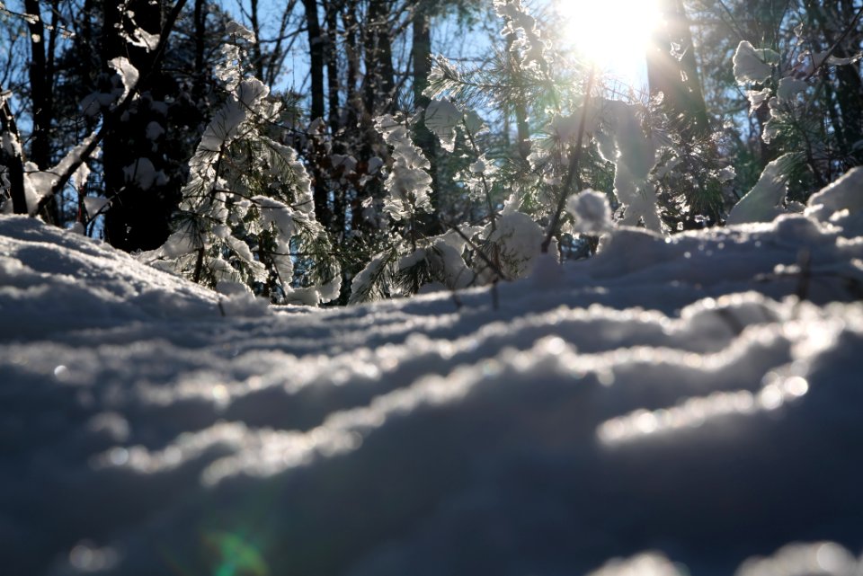 Grunewald with snow 2021-01-31 118