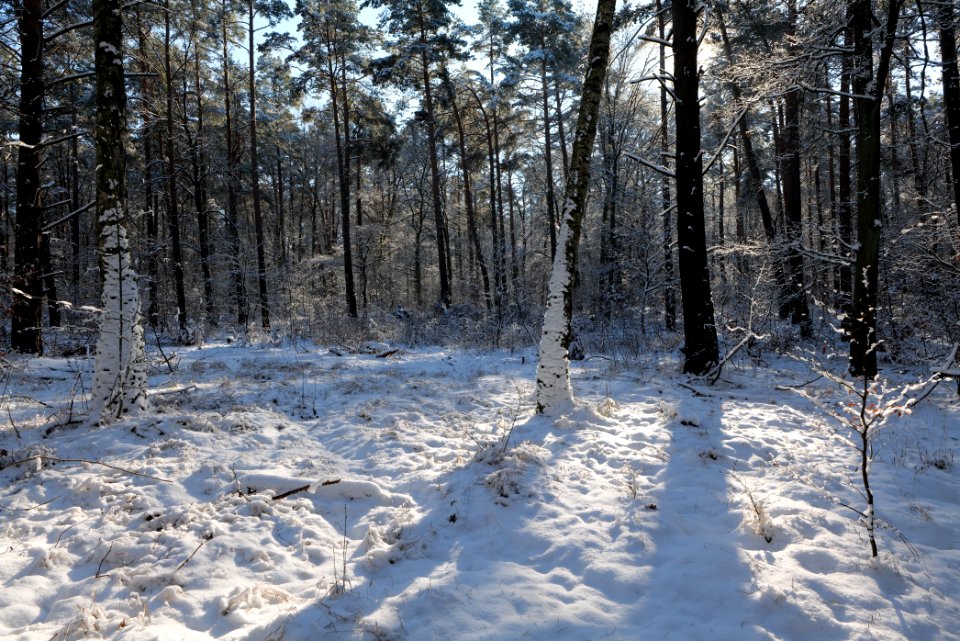Grunewald with snow 2021-01-31 48