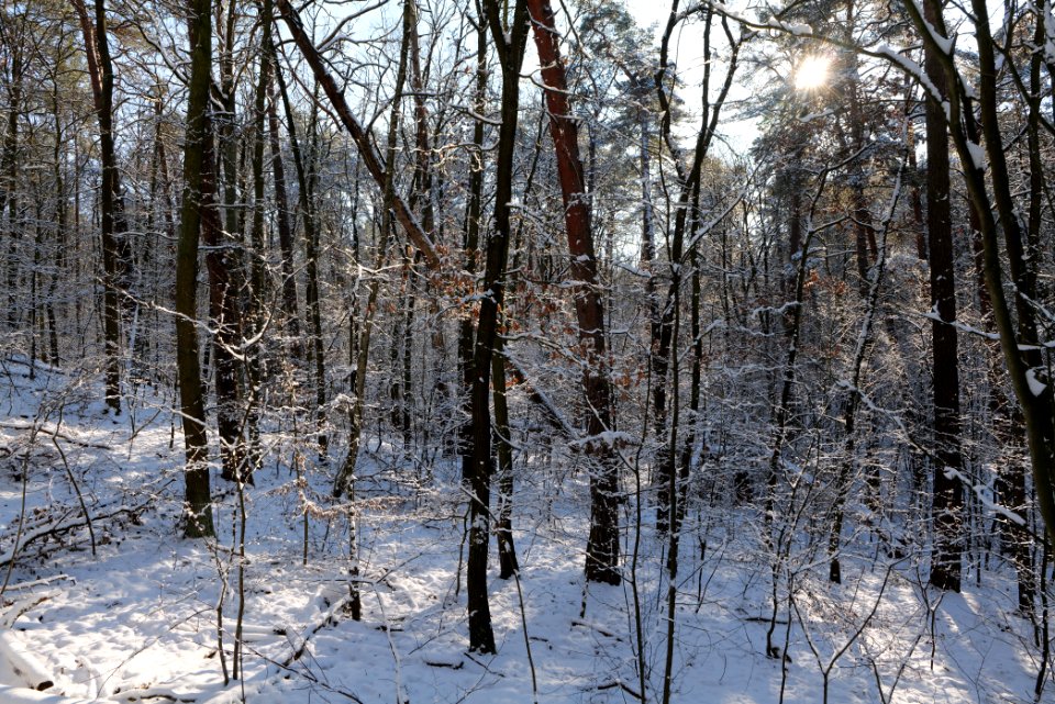 Grunewald with snow 2021-01-31 112
