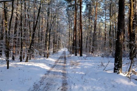 Grunewald with snow 2021-01-31 45
