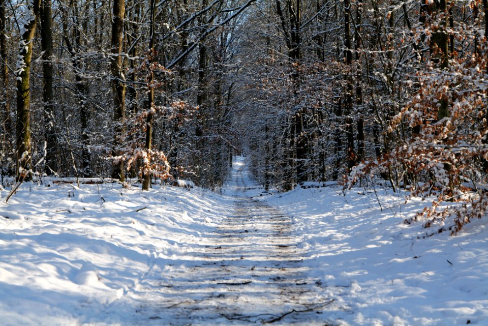 Grunewald with snow 2021-01-31 124