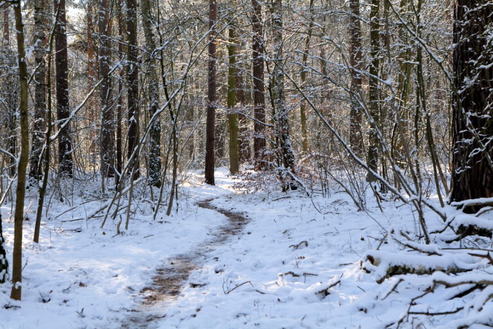 Grunewald with snow 2021-01-31 14
