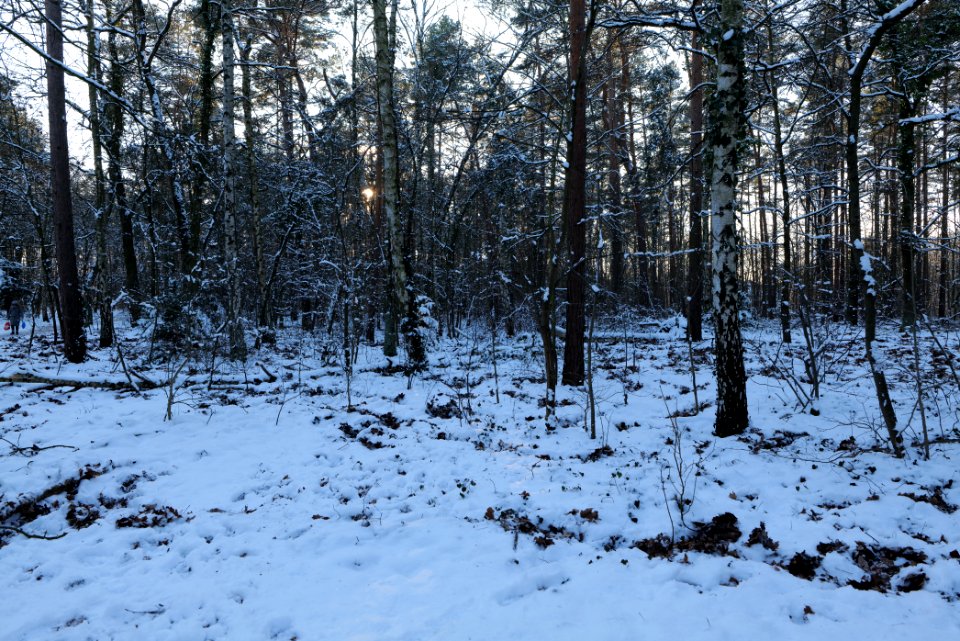 Grunewald with snow 2021-01-31 134