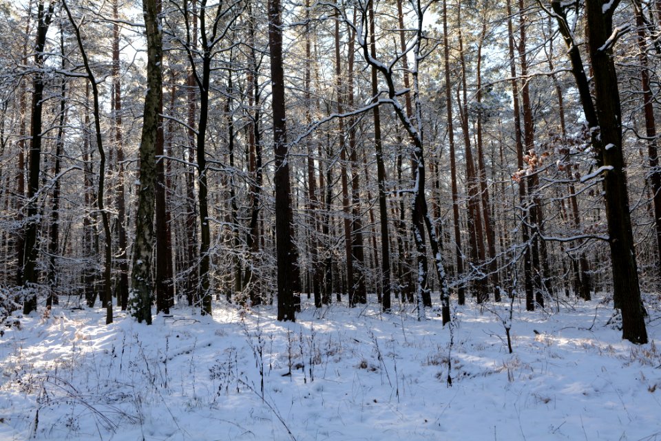 Grunewald with snow 2021-01-31 72