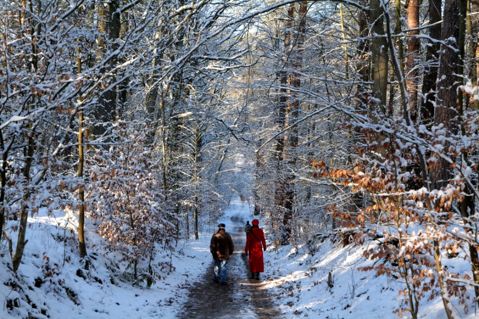 Grunewald with snow 2021-01-31 85