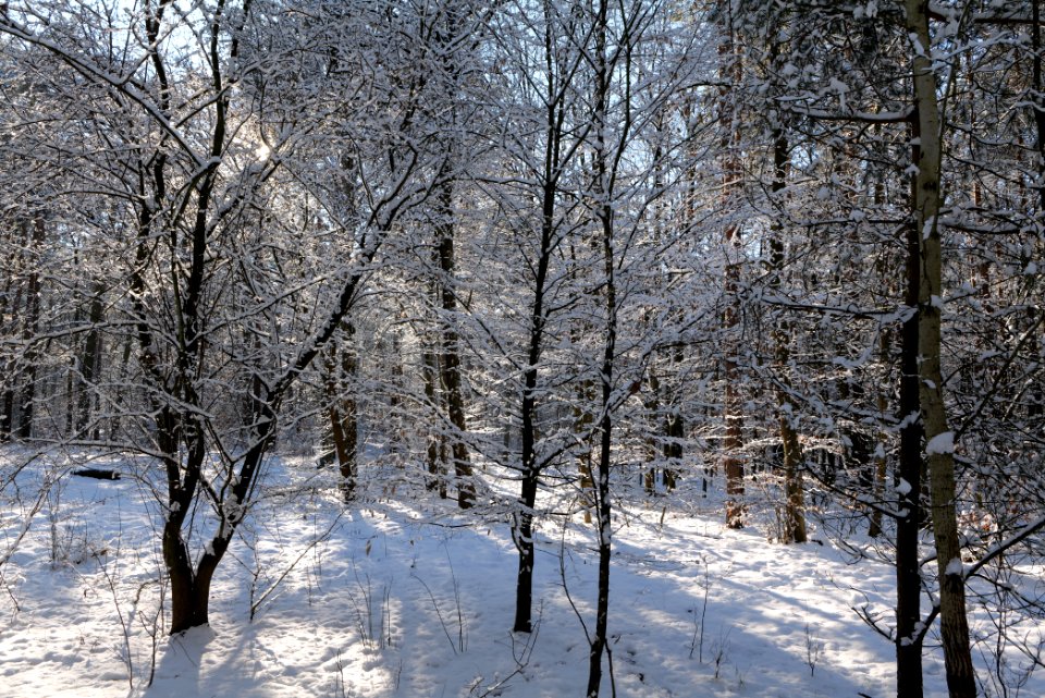 Grunewald with snow 2021-01-31 53