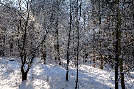 Grunewald with snow 2021-01-31 53