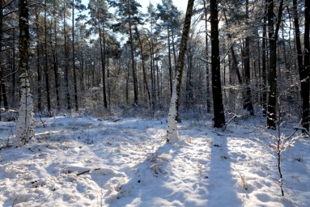 Grunewald with snow 2021-01-31 49