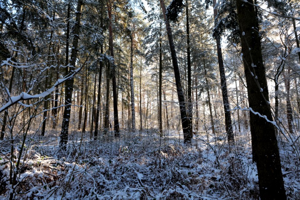 Grunewald with snow 2021-01-31 25