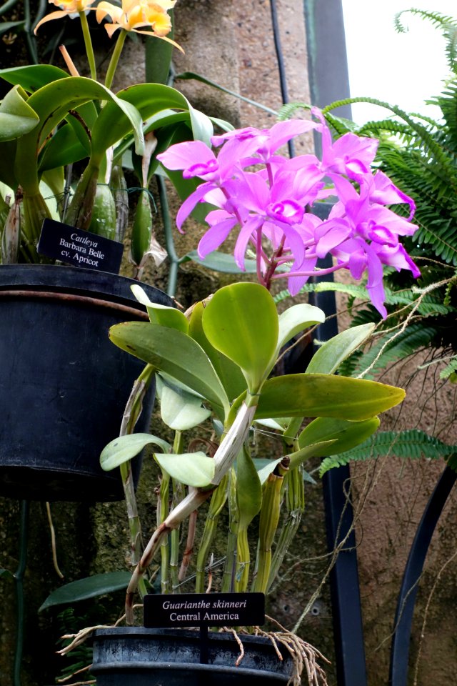 Guarianthe skinneri - Longwood Gardens - DSC01192