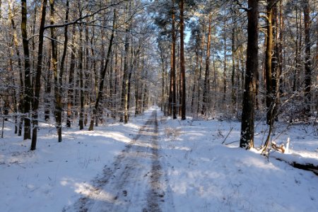 Grunewald with snow 2021-01-31 44