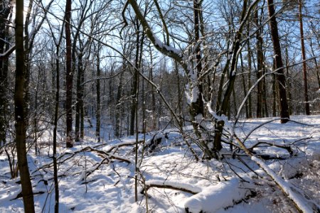 Grunewald with snow 2021-01-31 94
