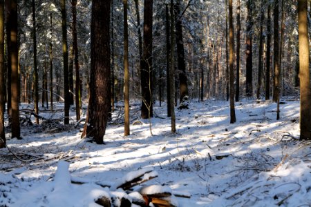 Grunewald with snow 2021-01-31 39