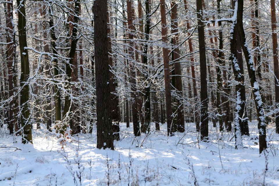 Grunewald with snow 2021-01-31 75
