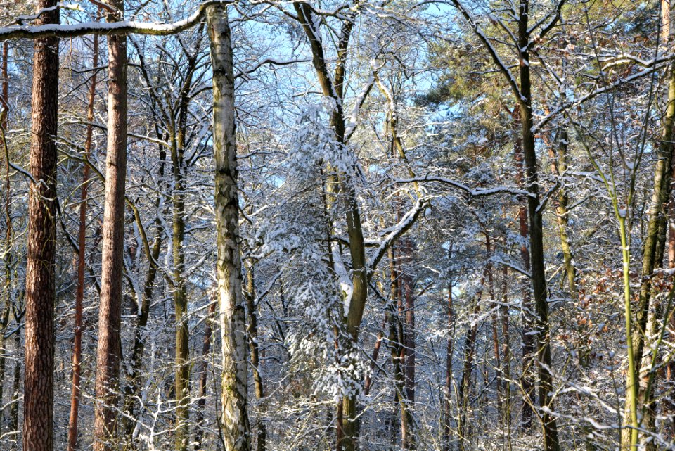 Grunewald with snow 2021-01-31 20