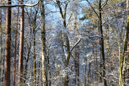 Grunewald with snow 2021-01-31 20