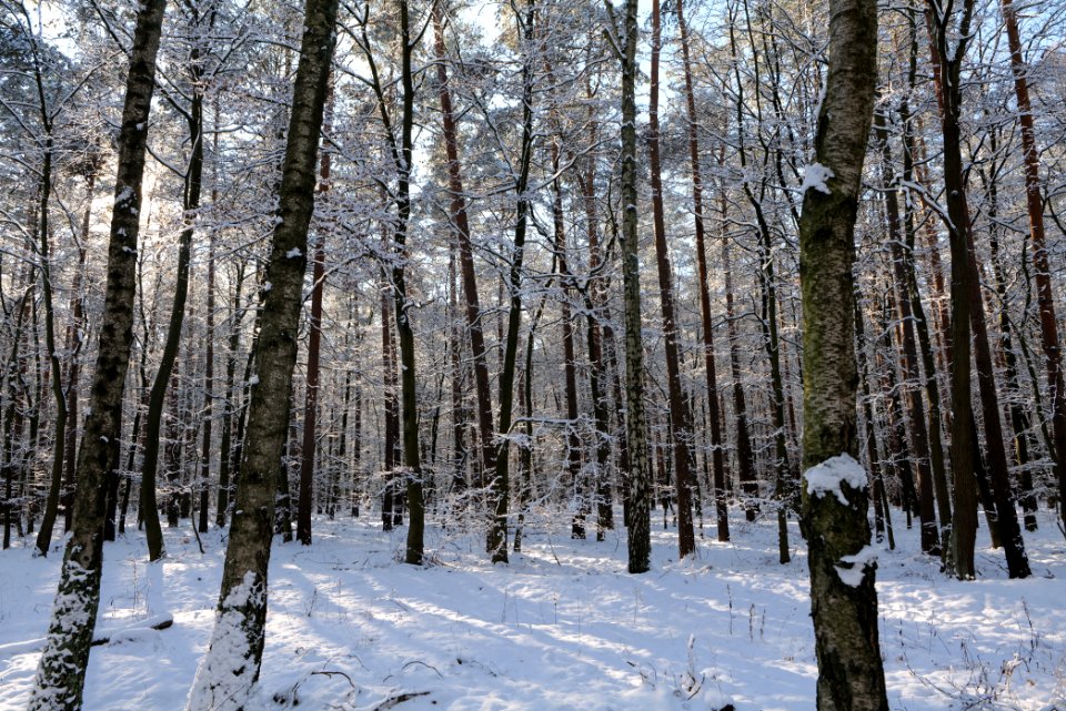 Grunewald with snow 2021-01-31 70