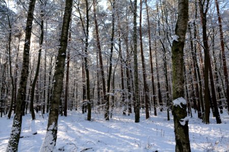 Grunewald with snow 2021-01-31 70