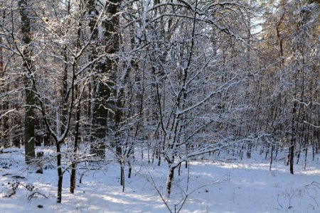 Grunewald with snow 2021-01-31 80