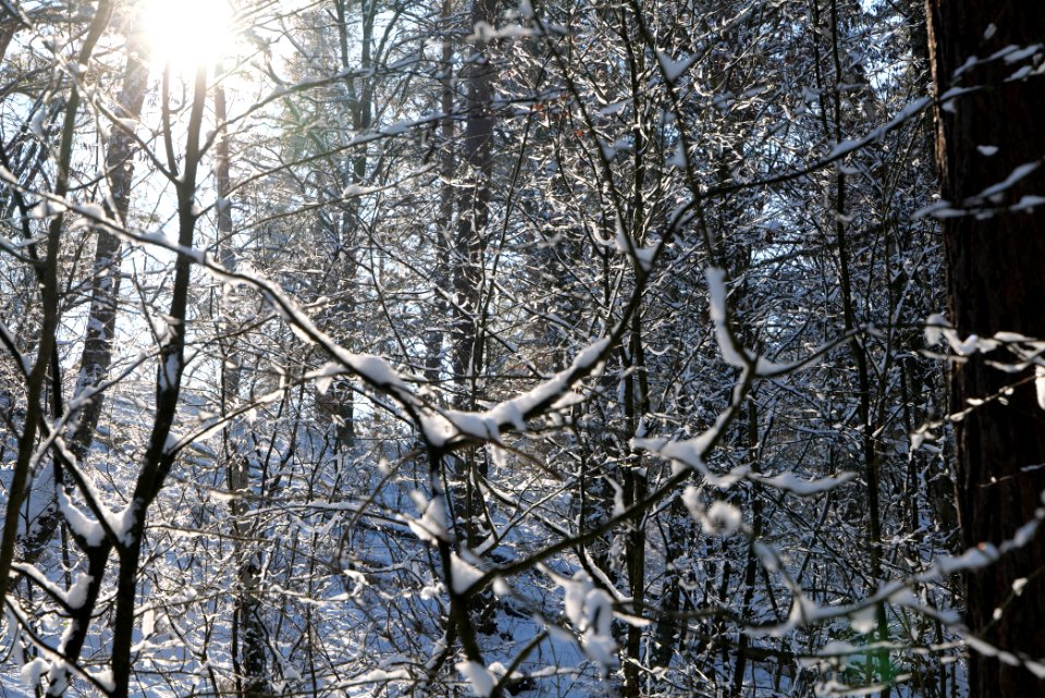Grunewald with snow 2021-01-31 16