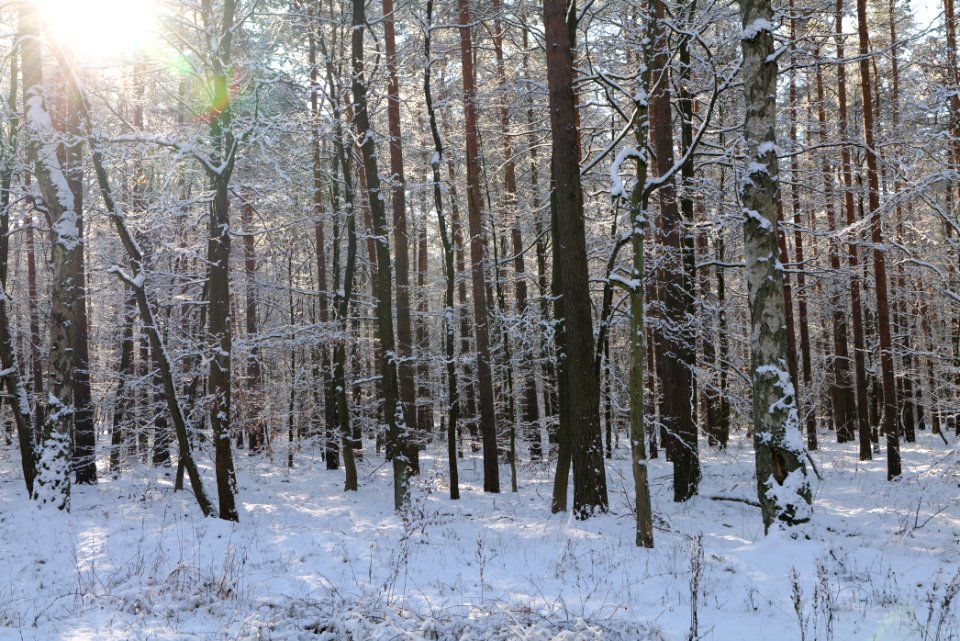 Grunewald with snow 2021-01-31 57