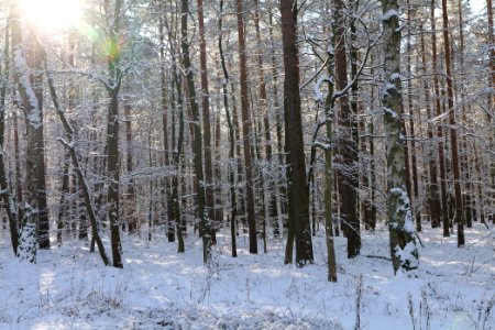 Grunewald with snow 2021-01-31 57