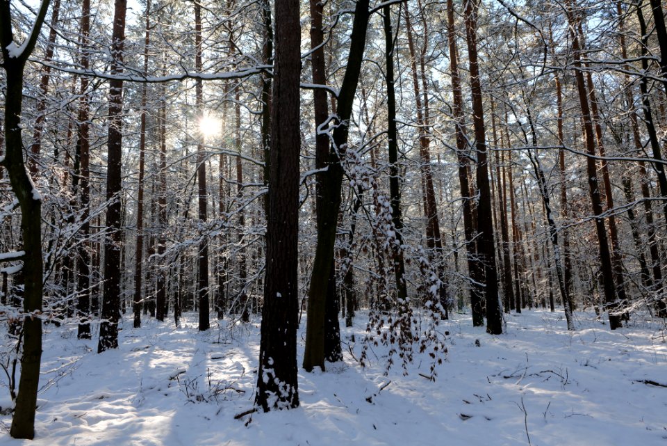 Grunewald with snow 2021-01-31 59