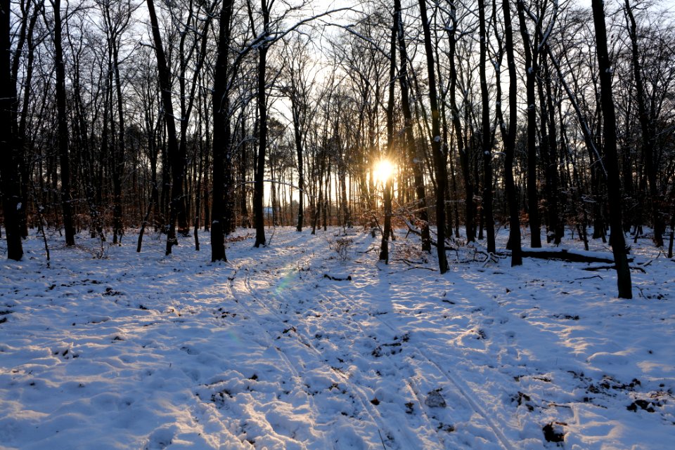 Grunewald with snow 2021-01-31 147