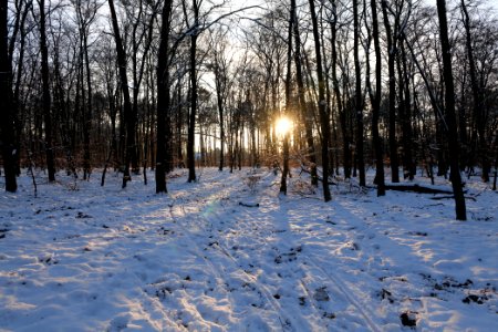 Grunewald with snow 2021-01-31 147