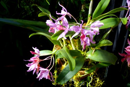 Guarianthe × guatemalensis - Marie Selby Botanical Gardens - Sarasota, Florida - DSC00913