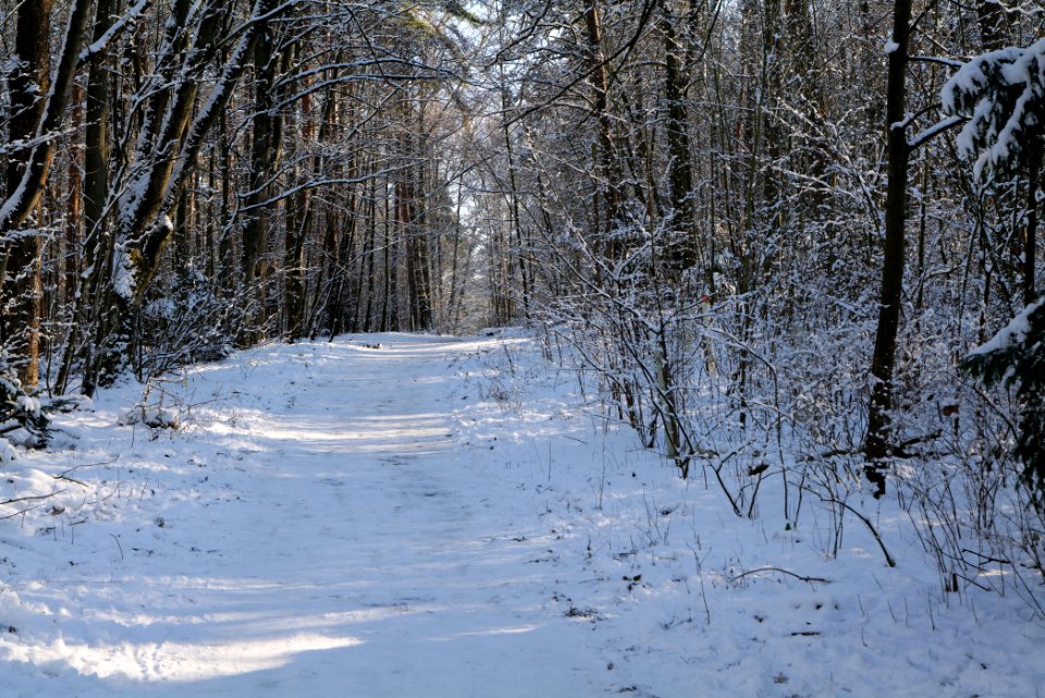 Grunewald with snow 2021-01-31 96