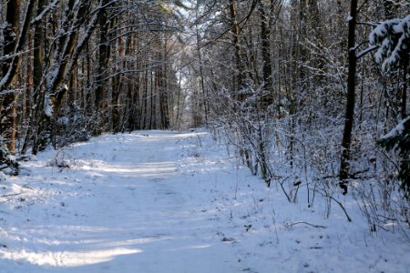 Grunewald with snow 2021-01-31 96