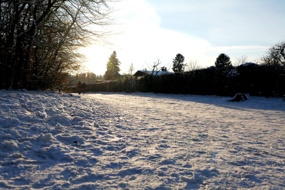 Grunewald with snow 2021-01-31 146