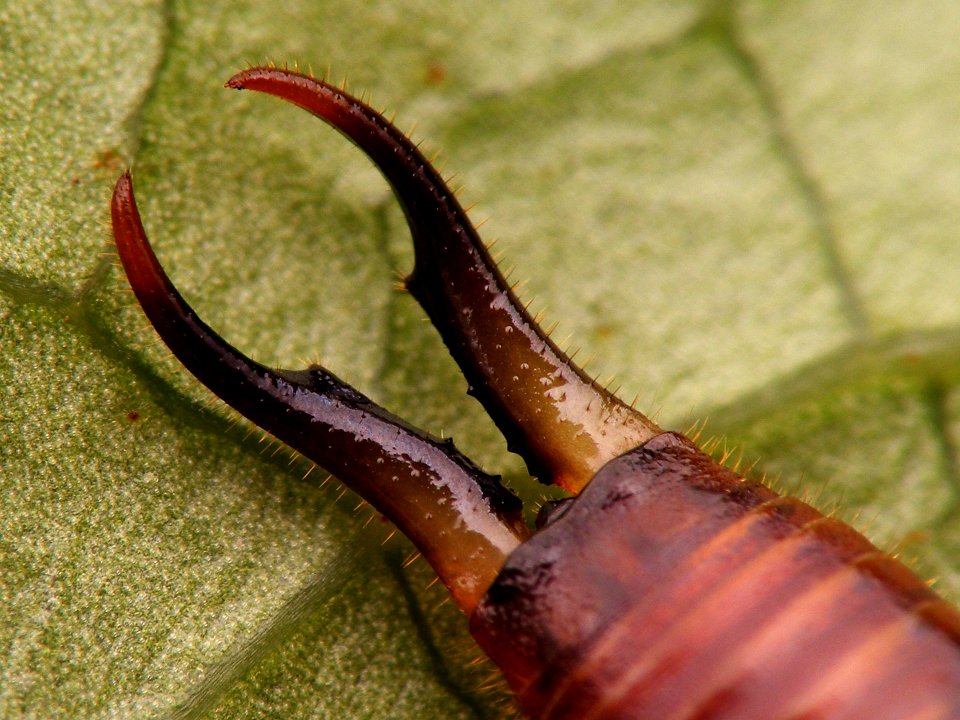 Guanchia male imago 20150804 551