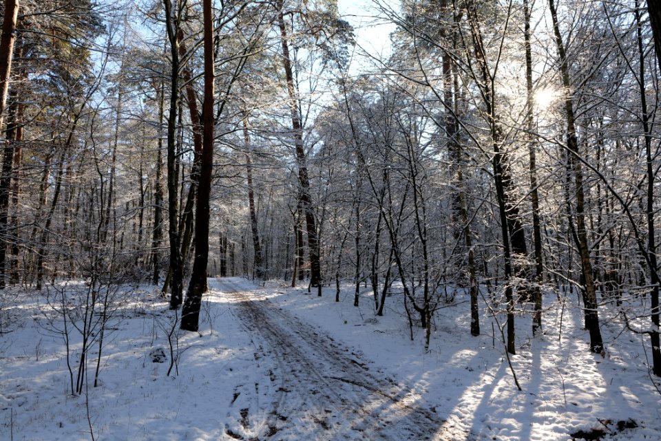 Grunewald with snow 2021-01-31 41